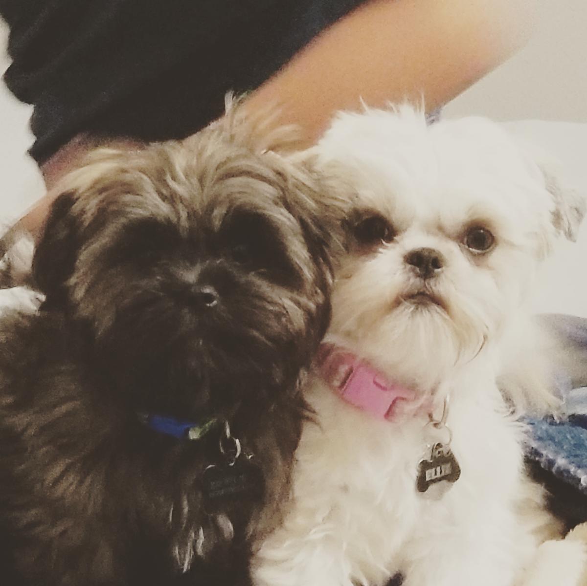 Image of Ellie and Teddy, Lost Dog