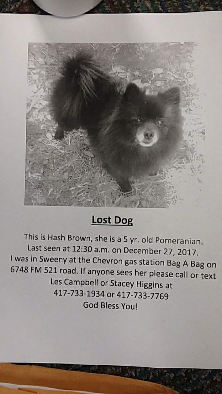 Image of Hash Brown black Pom, Lost Dog