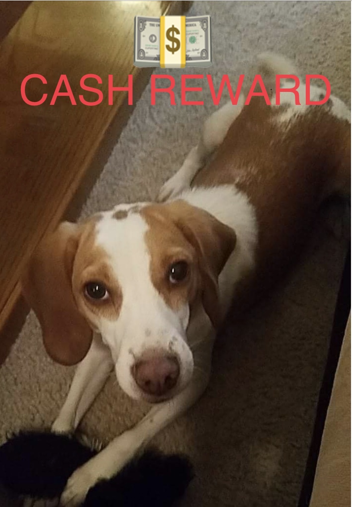 Image of CASH REWARD for BOOMER, Lost Dog