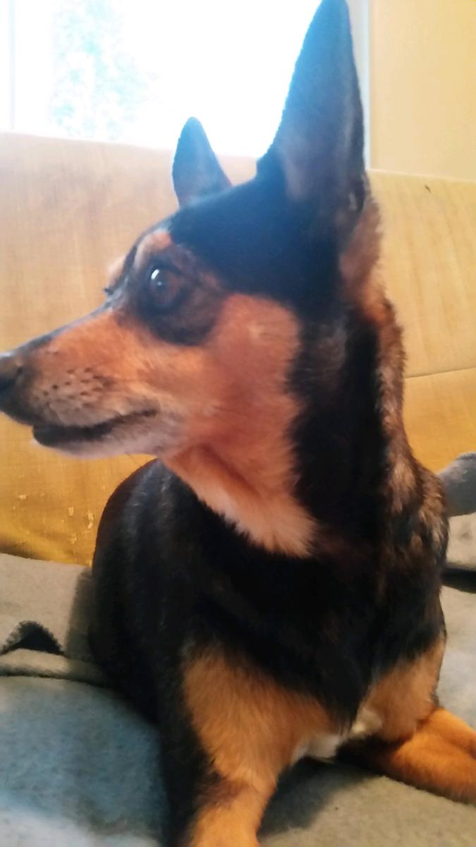 Image of Skovar, Lost Dog
