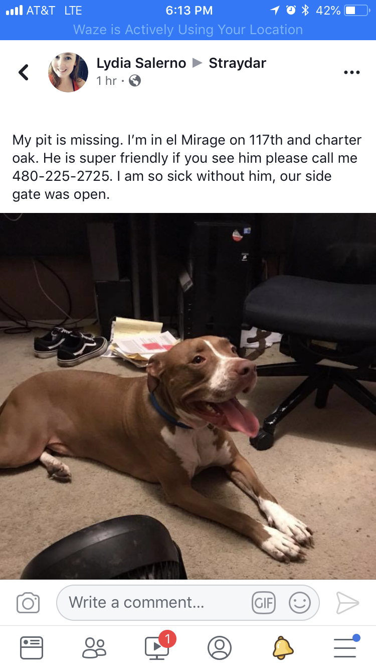 Image of Rocco, Lost Dog