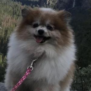 Image of Ally, Lost Dog