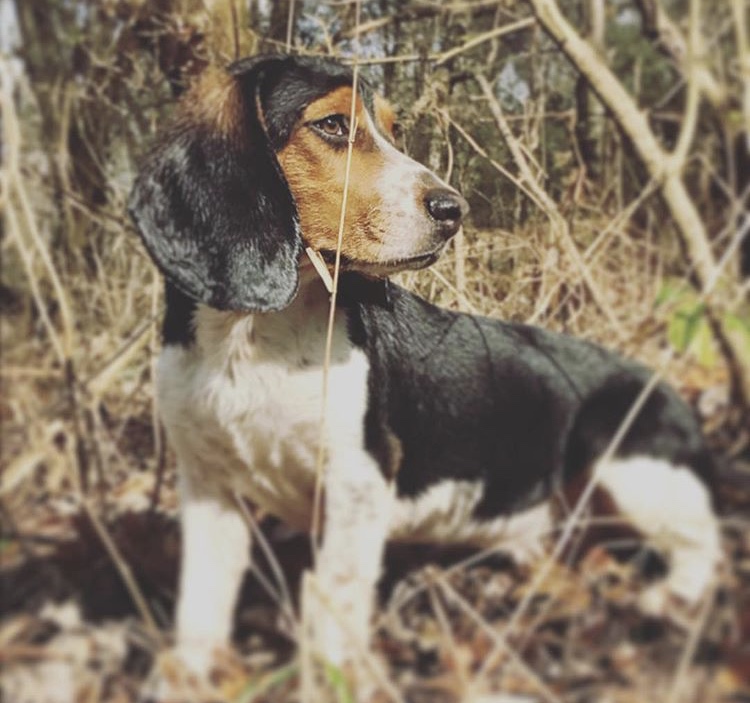 Image of Knox, Lost Dog