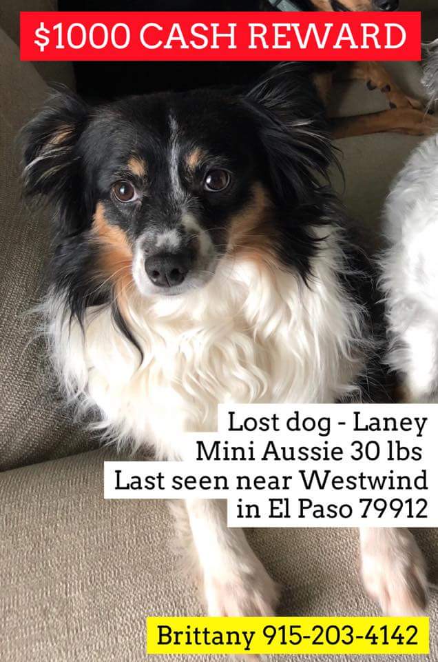 Image of Laney, Lost Dog