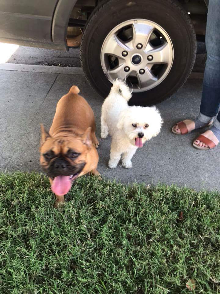 Image of Ace and Jax, Lost Dog