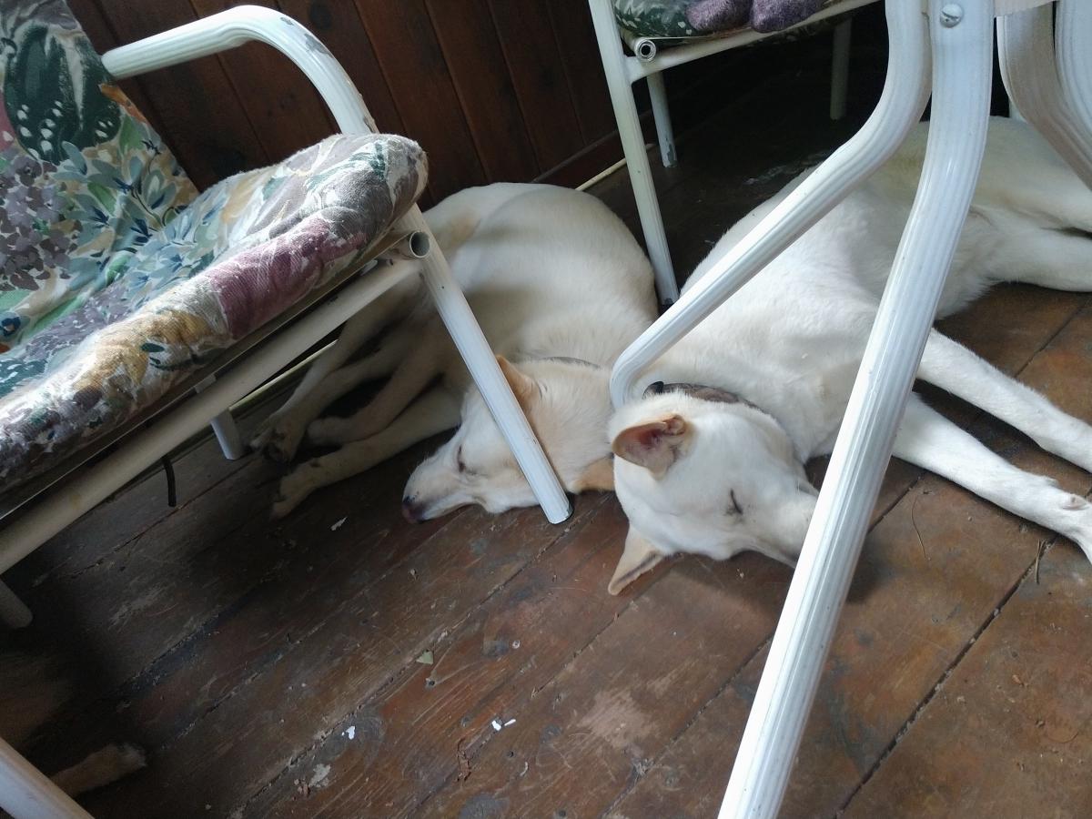 Image of Lotus and Opal, Lost Dog