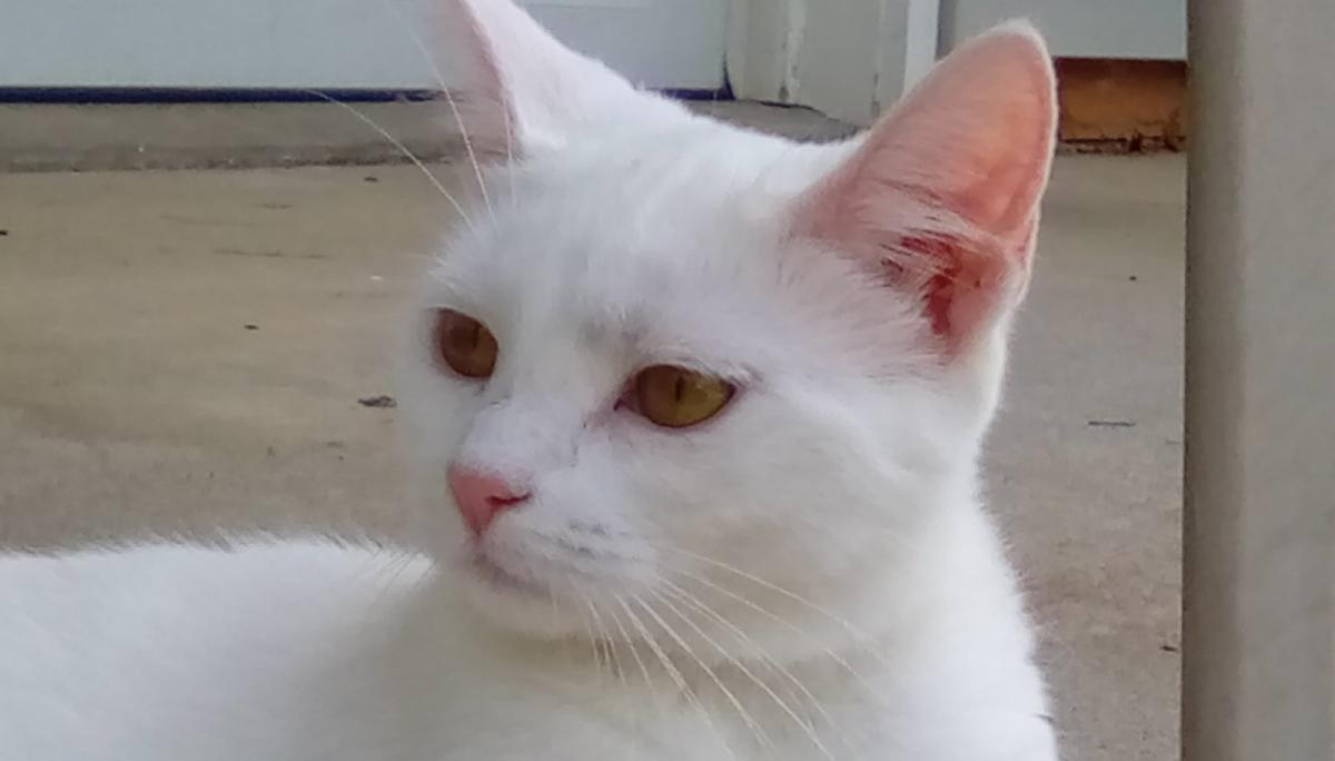 Image of Blanca, Lost Cat