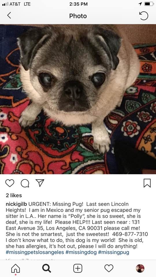 Image of Polly, Lost Dog