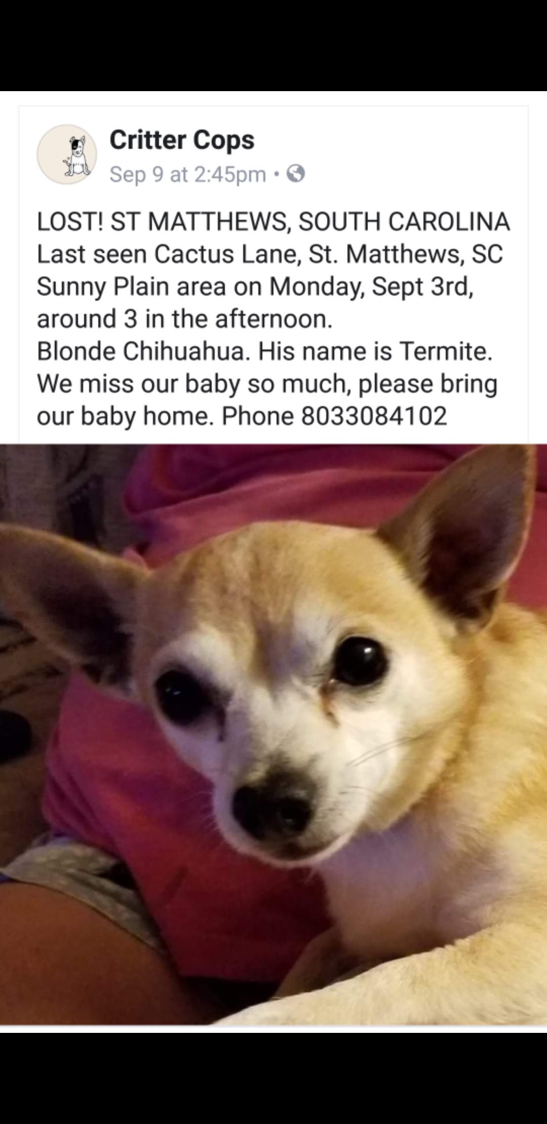 Image of Termite, Lost Dog