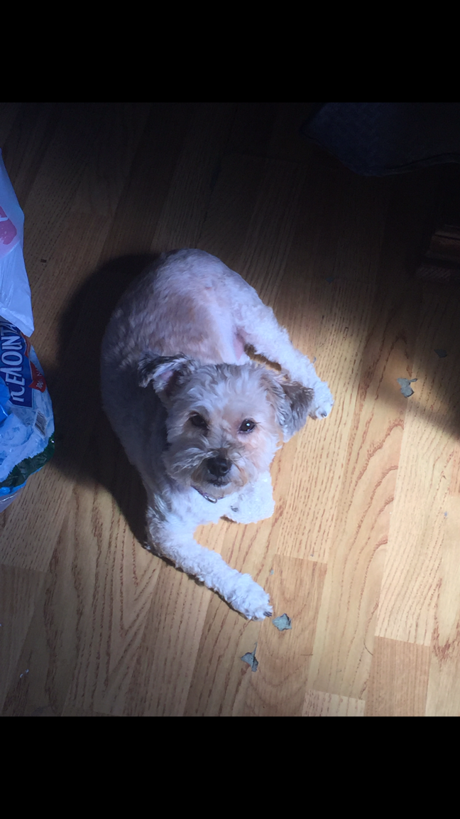 Image of Pucci (Poochie), Lost Dog