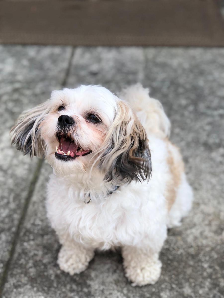 Image of Muffin, Lost Dog