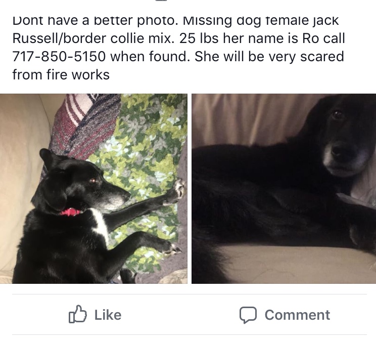 Image of Ro, Lost Dog