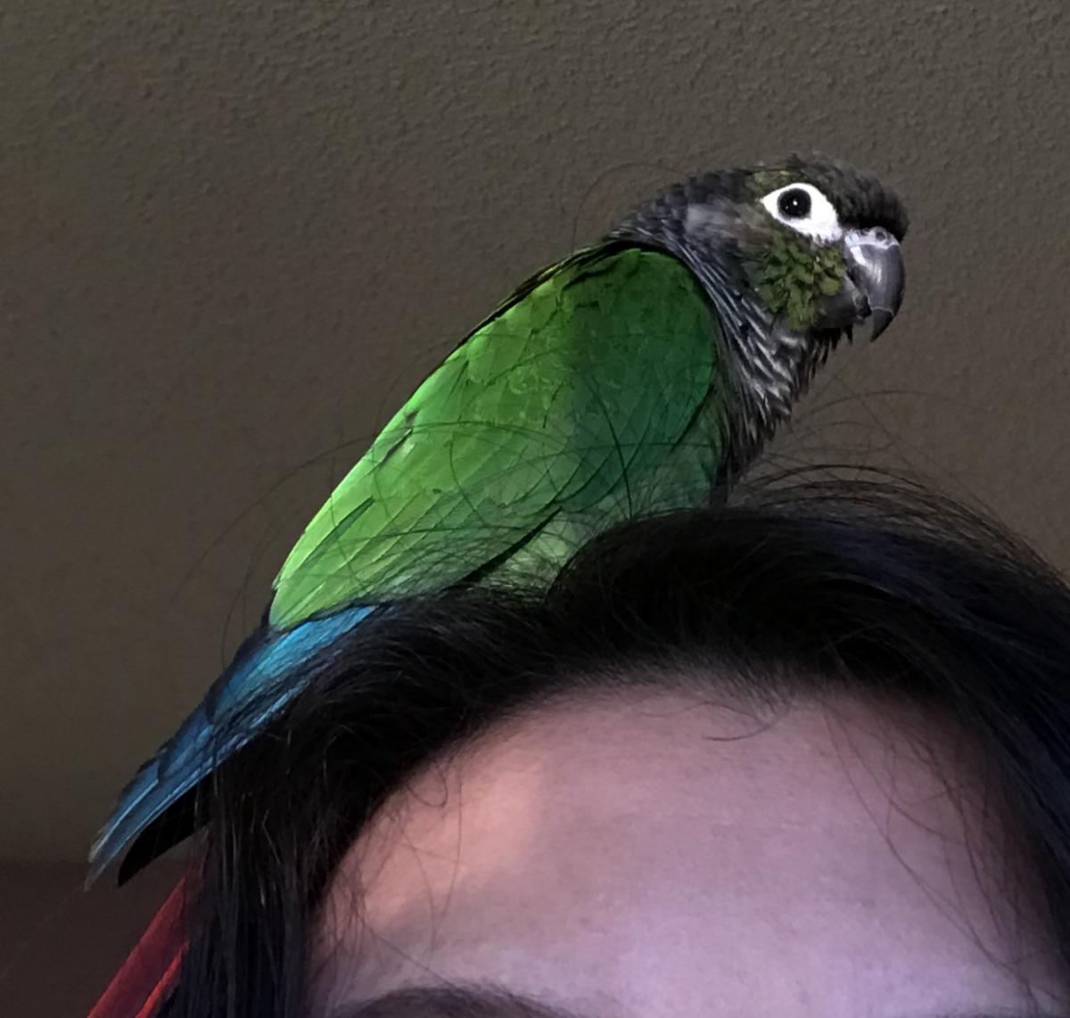 Image of Paco, Lost Bird