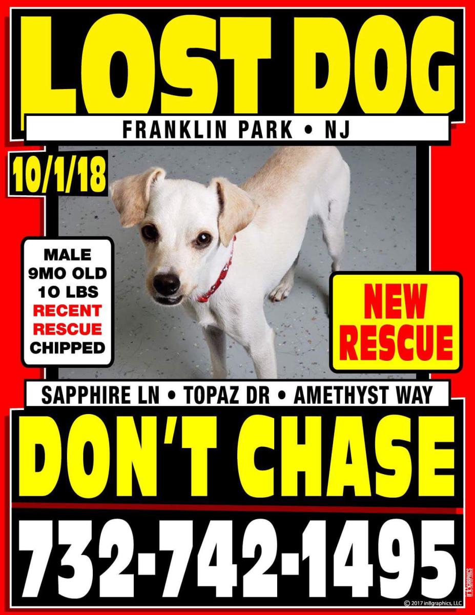 Image of Diggy, Lost Dog