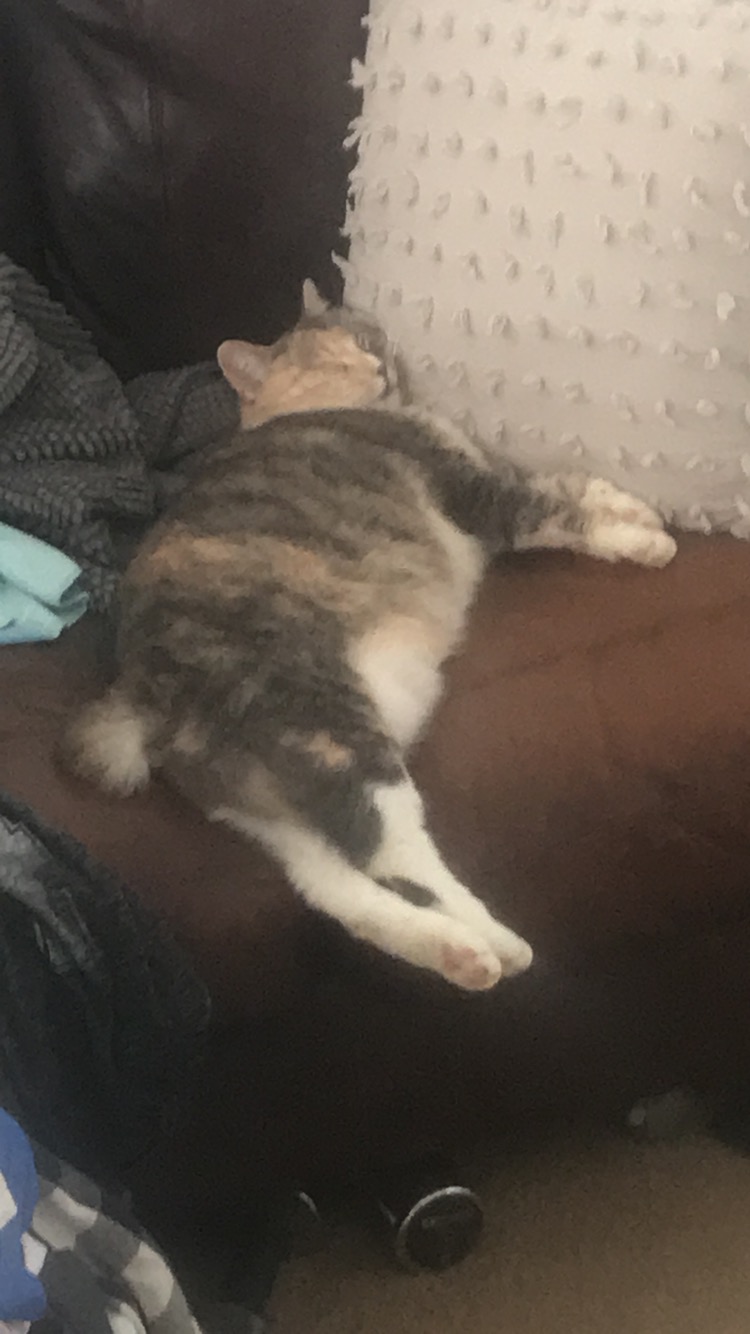 Image of Chunk, Lost Cat