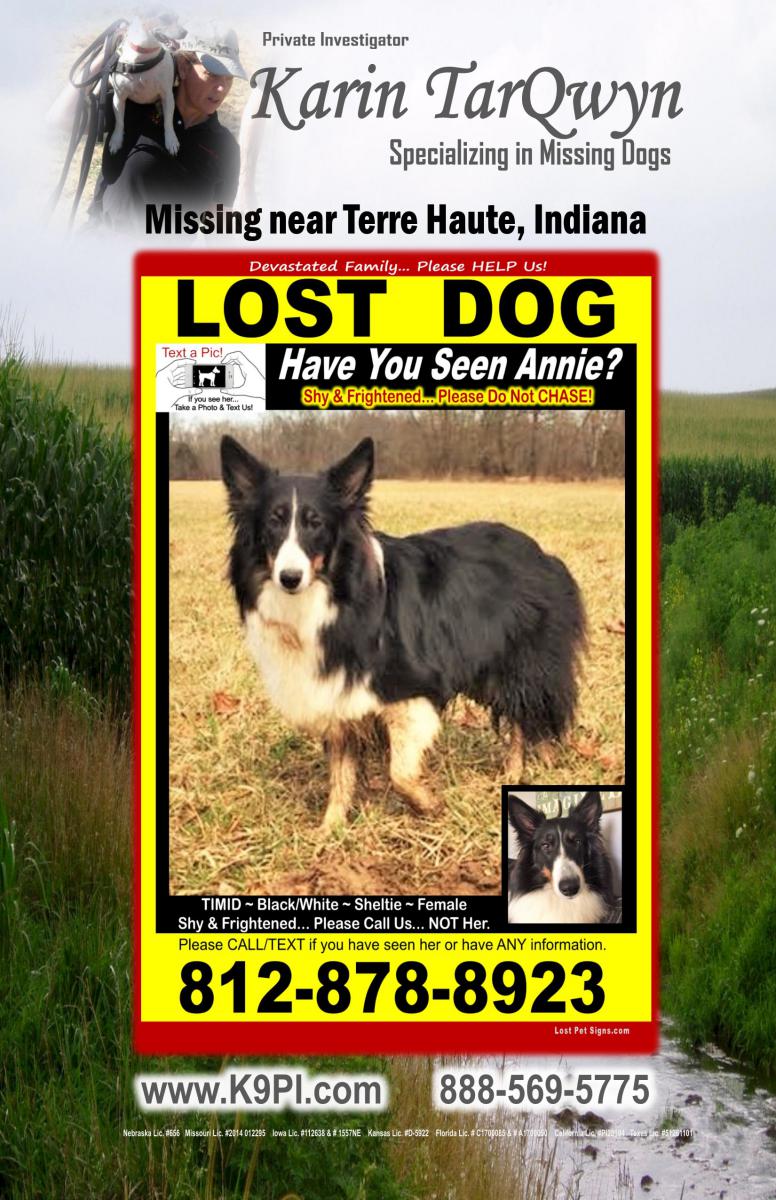 Image of ANNIE, Lost Dog