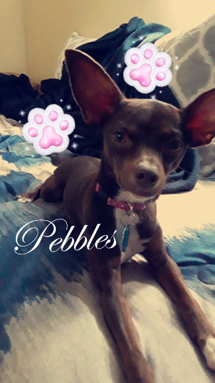 Image of Pebbles, Lost Dog