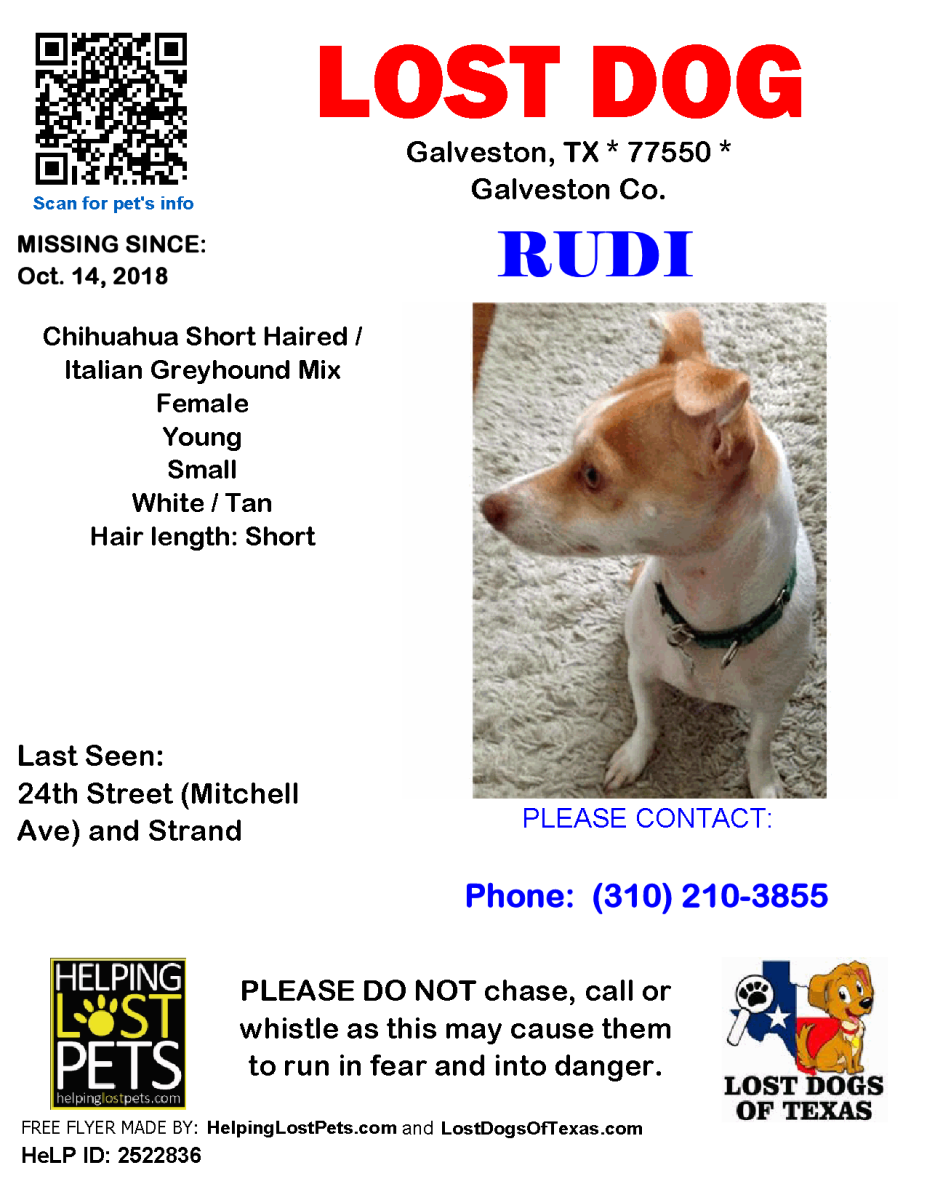 Image of Rudi, Lost Dog