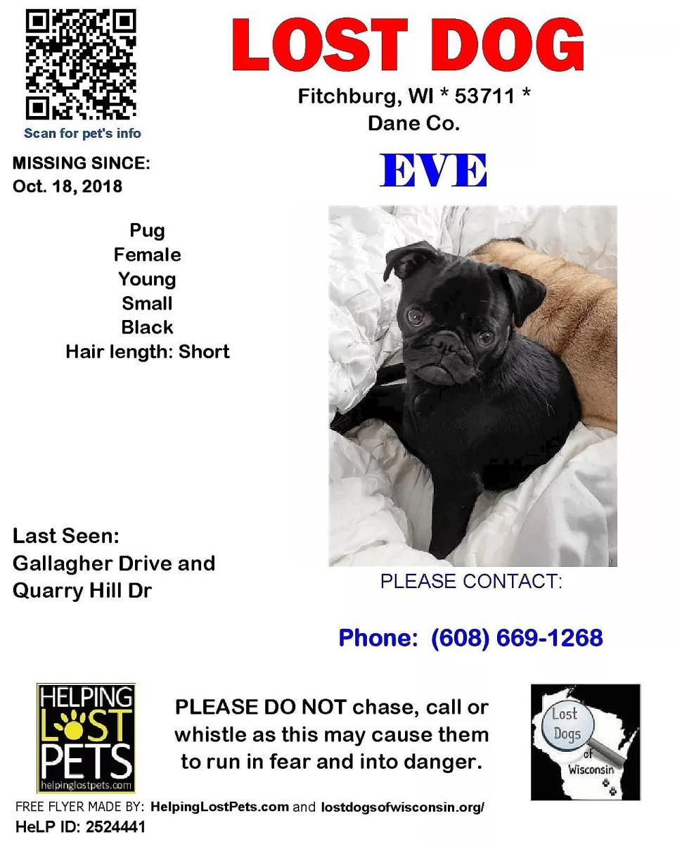Image of Eve, Lost Dog