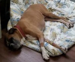 Image of Dallas/Older Boxer, Lost Dog