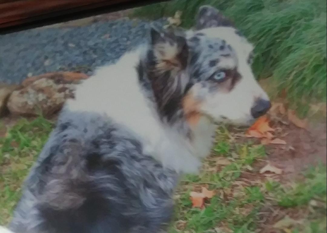 Image of GRACIE, Lost Dog