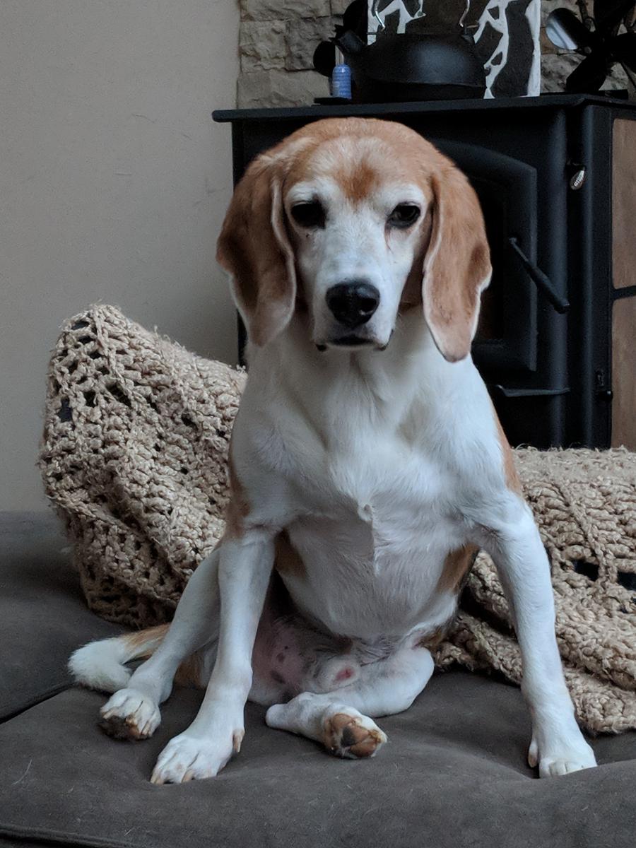 Image of Beagle, Lost Dog