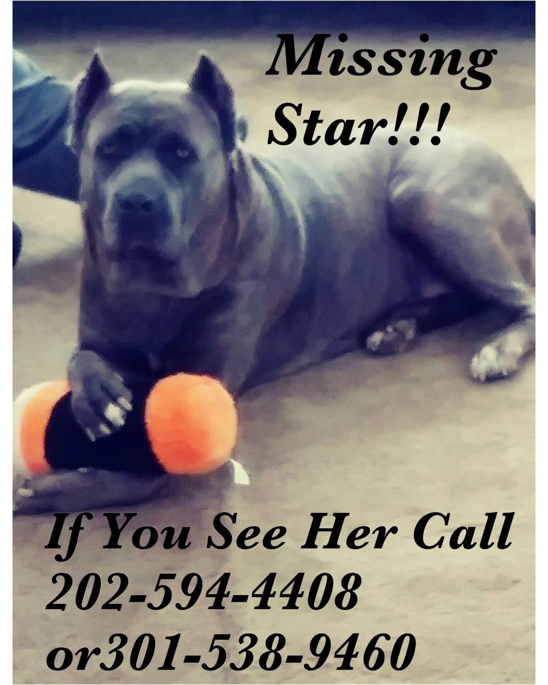 Image of Star, Lost Dog