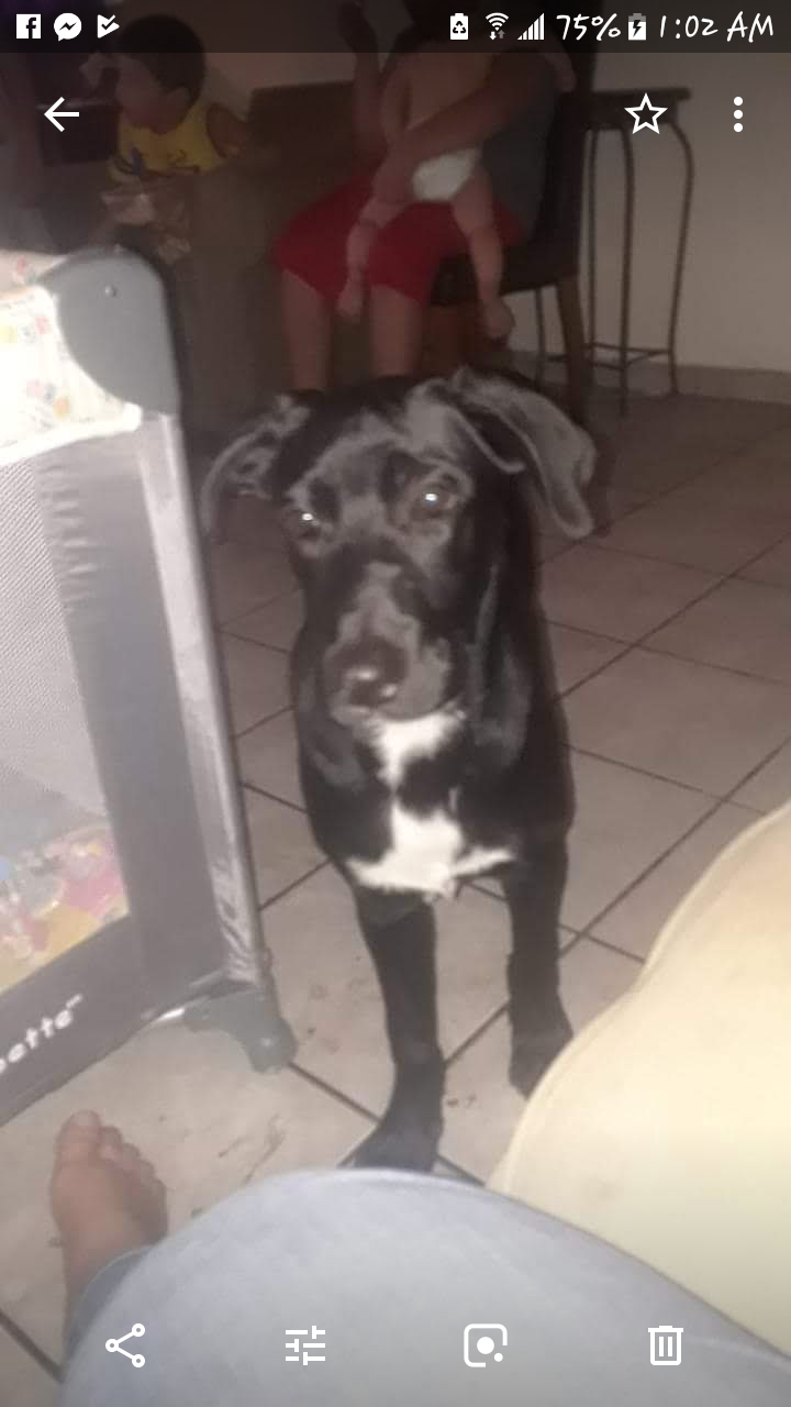 Image of Diego, Lost Dog
