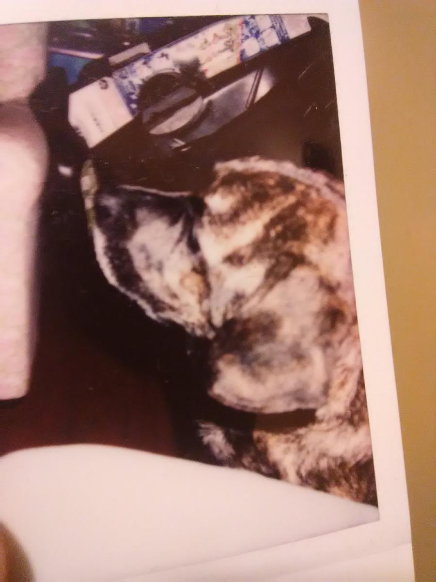 Image of Tonto, Lost Dog