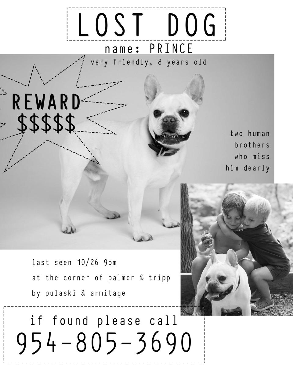 Image of Prince, Lost Dog