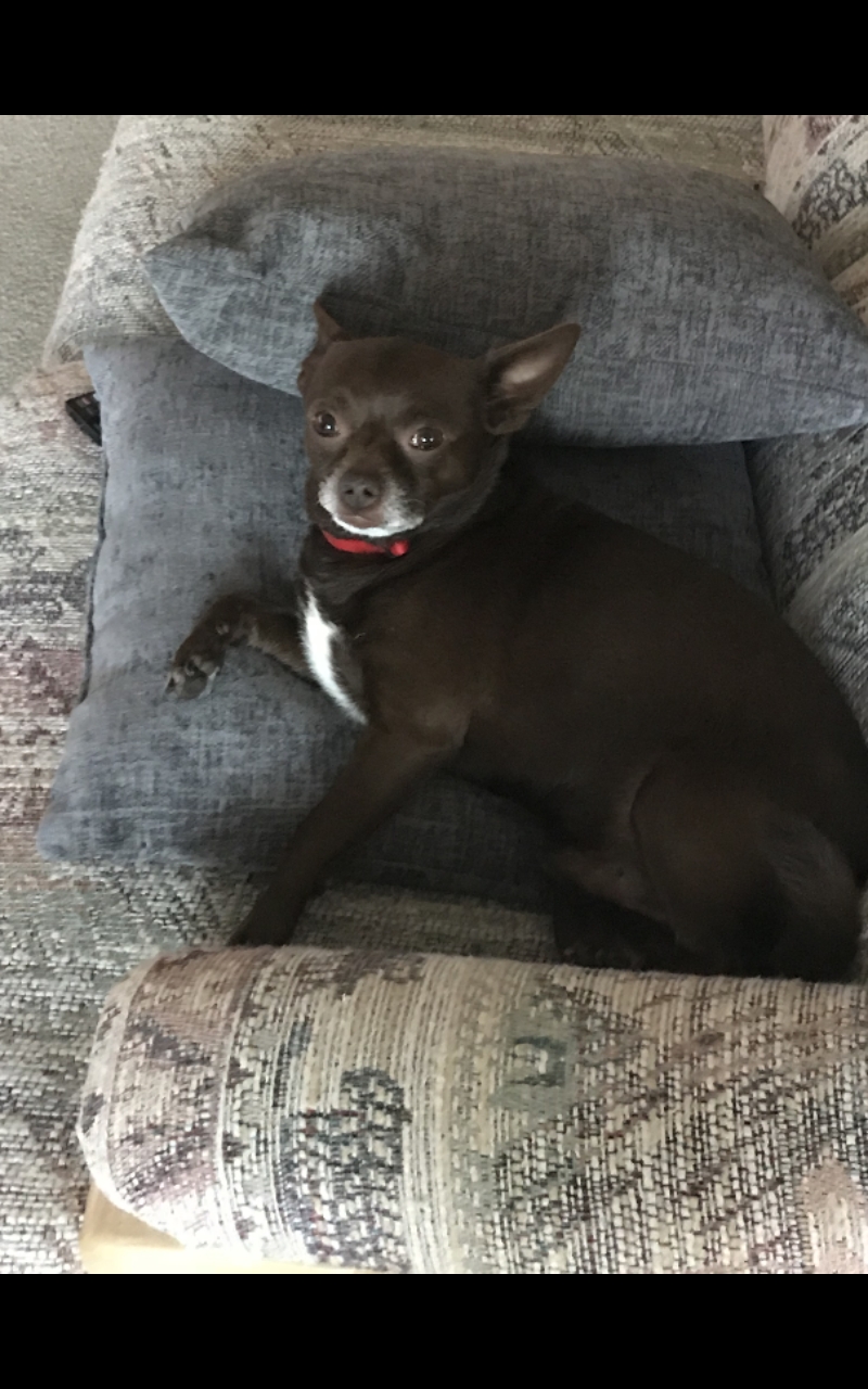 Image of Hershey, Lost Dog
