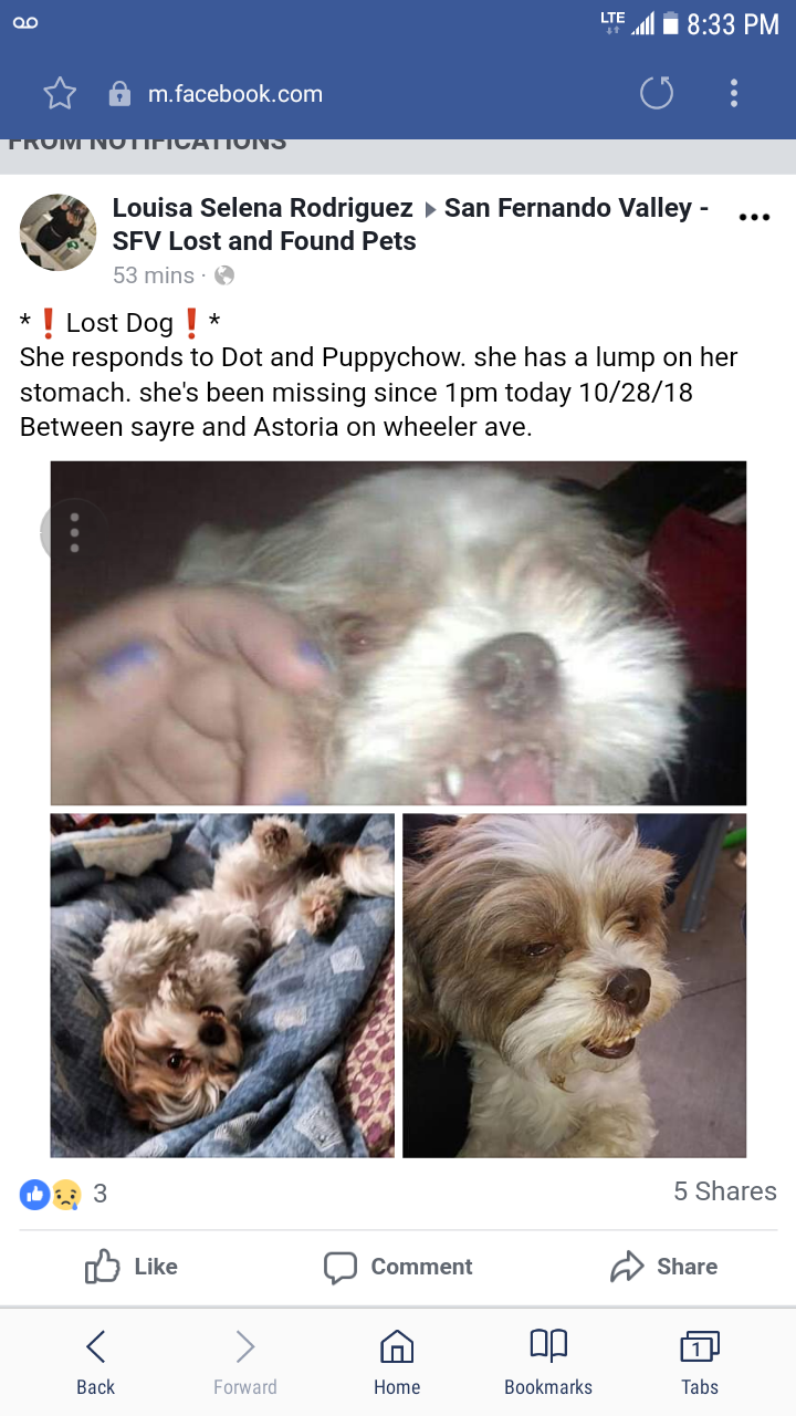 Image of Dot/Puppychow, Lost Dog