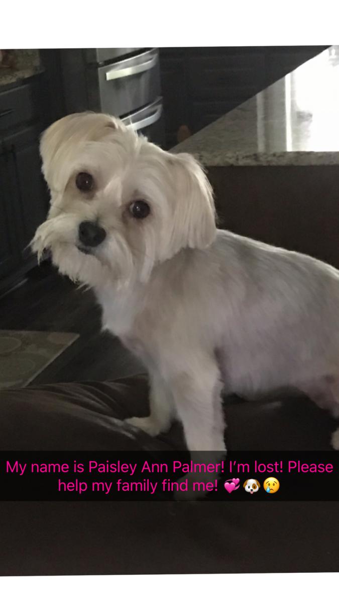 Image of paisley, Lost Dog