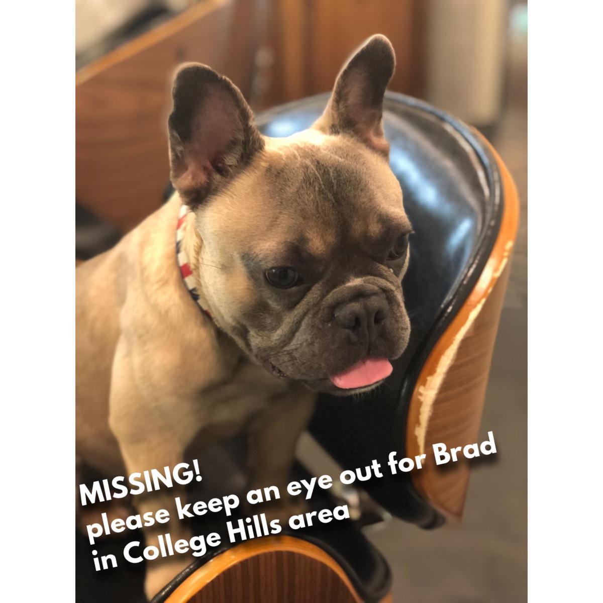 Image of Brad, Lost Dog