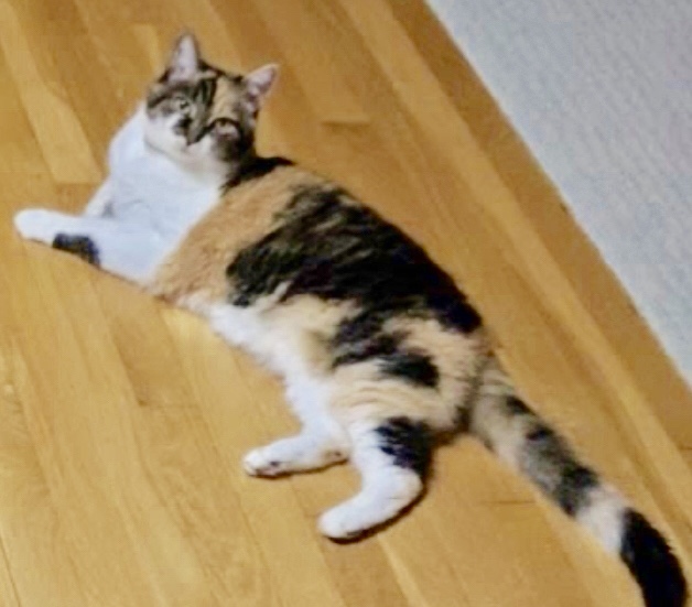 Image of Callie, Lost Cat