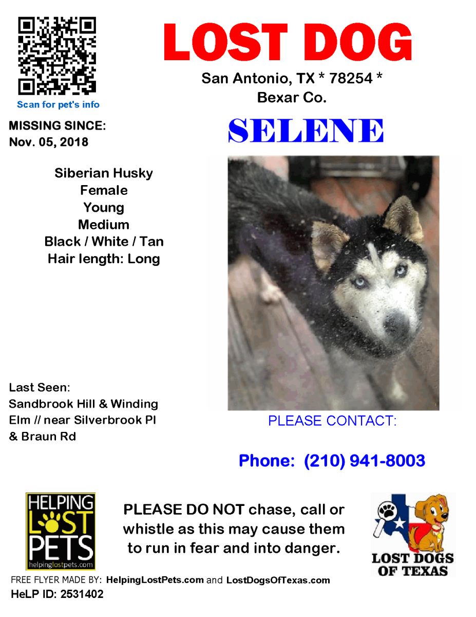 Image of Selene, Lost Dog