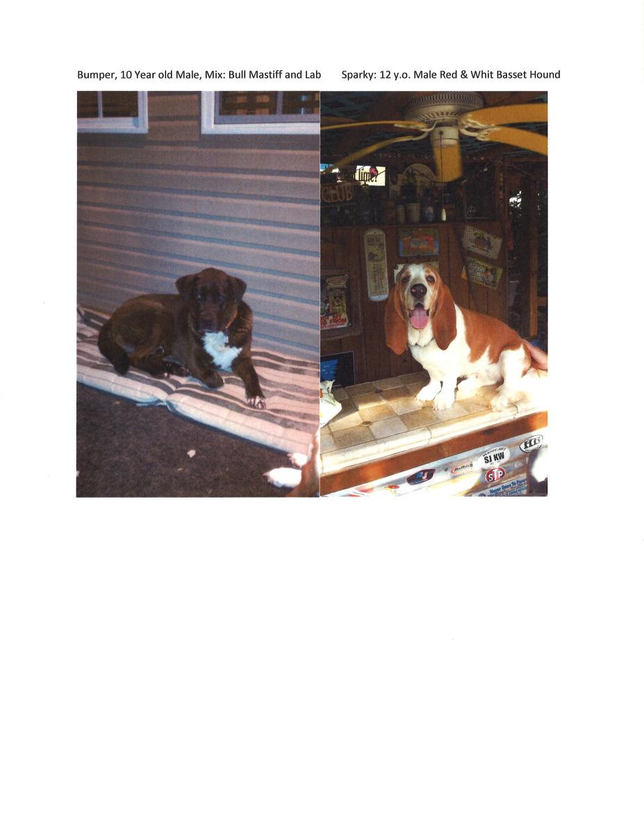 Image of Sparky and Bumper, Lost Dog