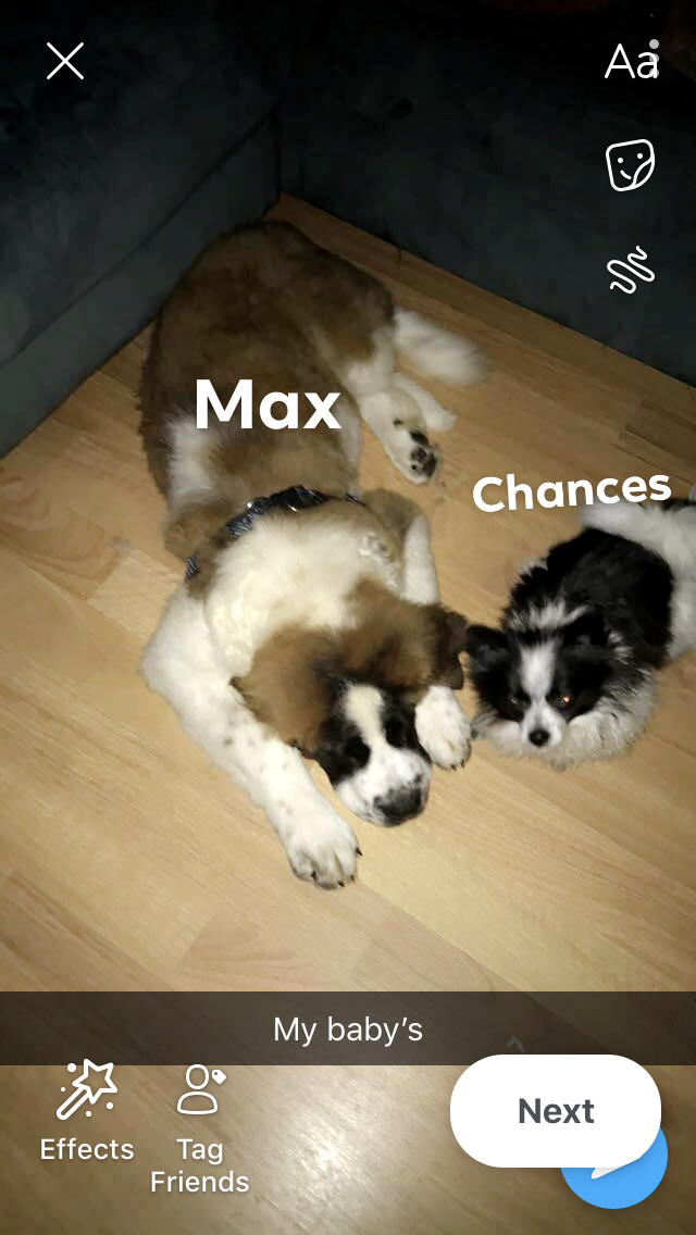 Image of Max and chance, Lost Dog