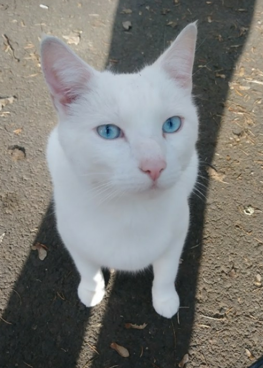 Image of Qtip, Lost Cat
