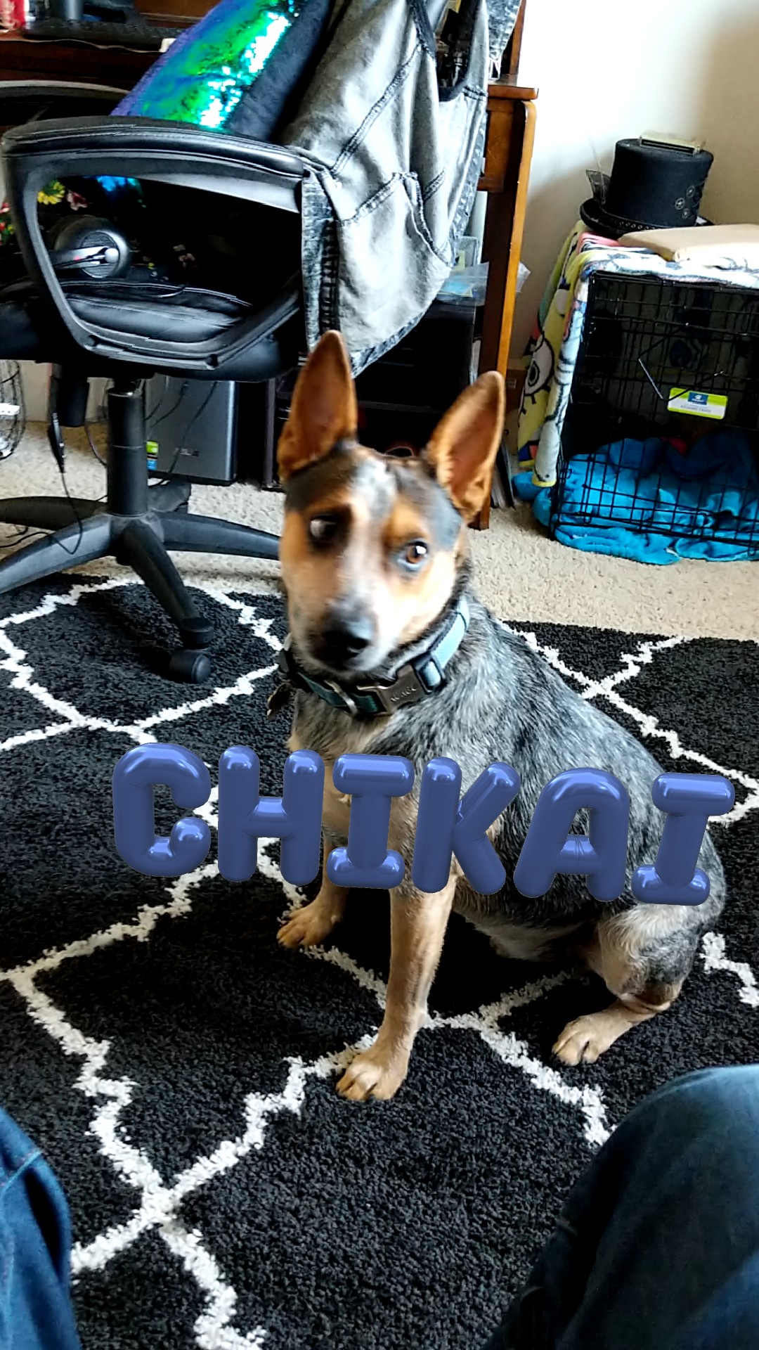 Image of Chikai, Lost Dog
