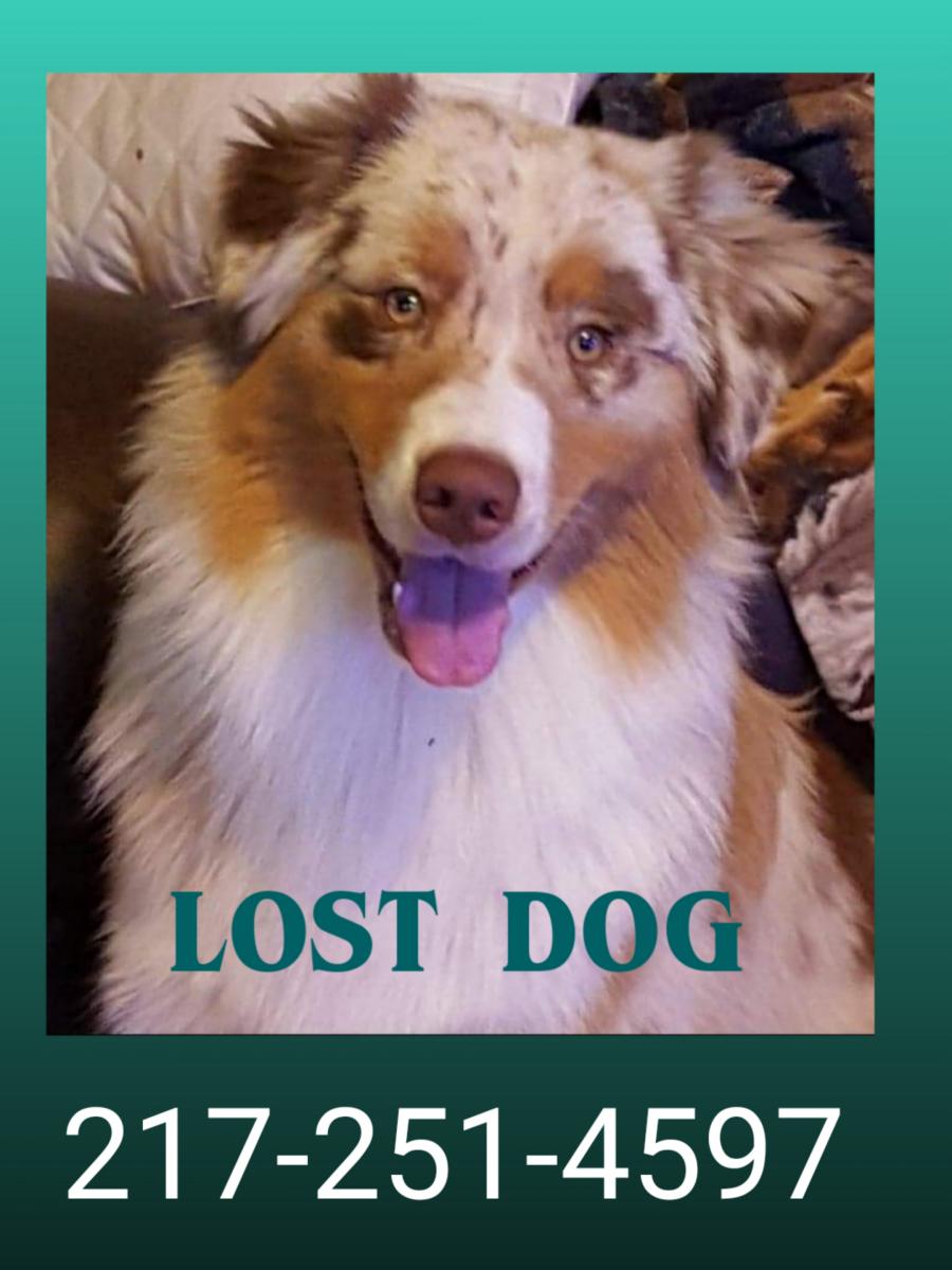 Image of Gelly, Lost Dog