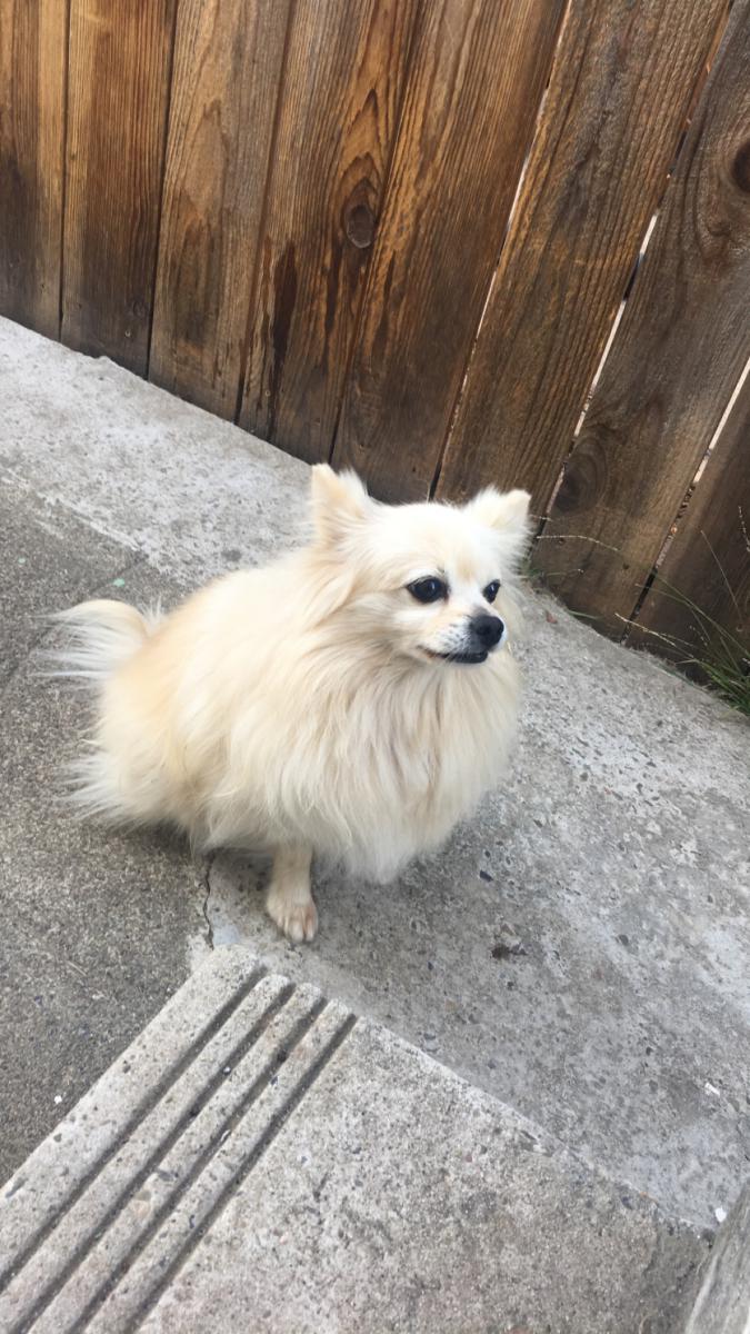 Image of Sewi, Lost Dog