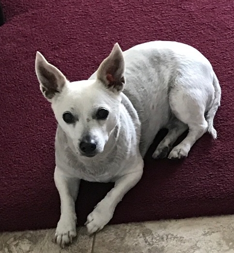 Image of chica, Lost Dog