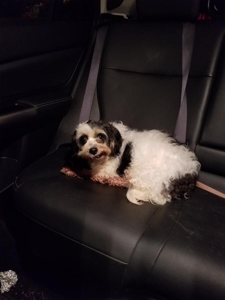 Image of gabby, Lost Dog