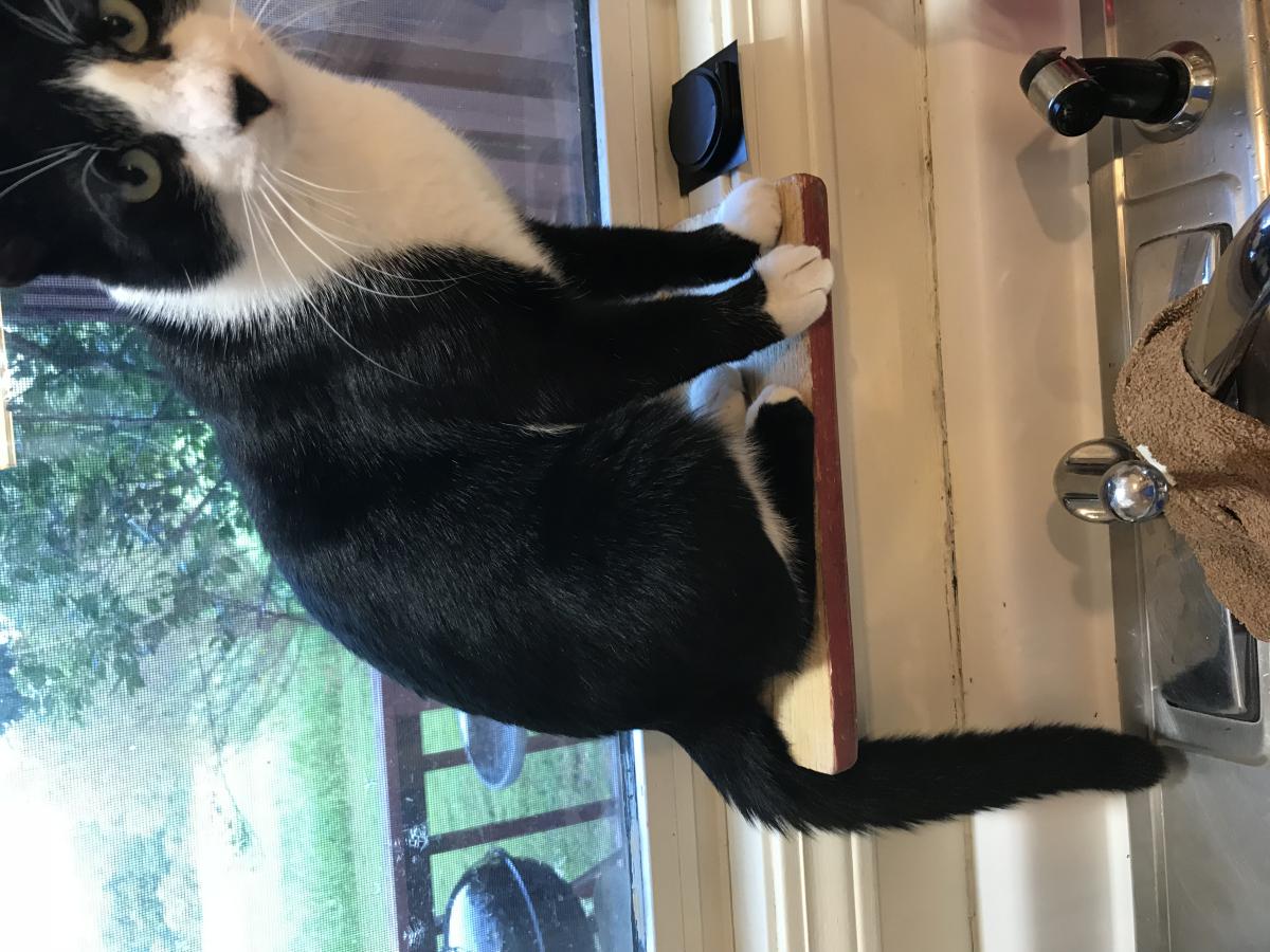 Image of Tuxey, Lost Cat