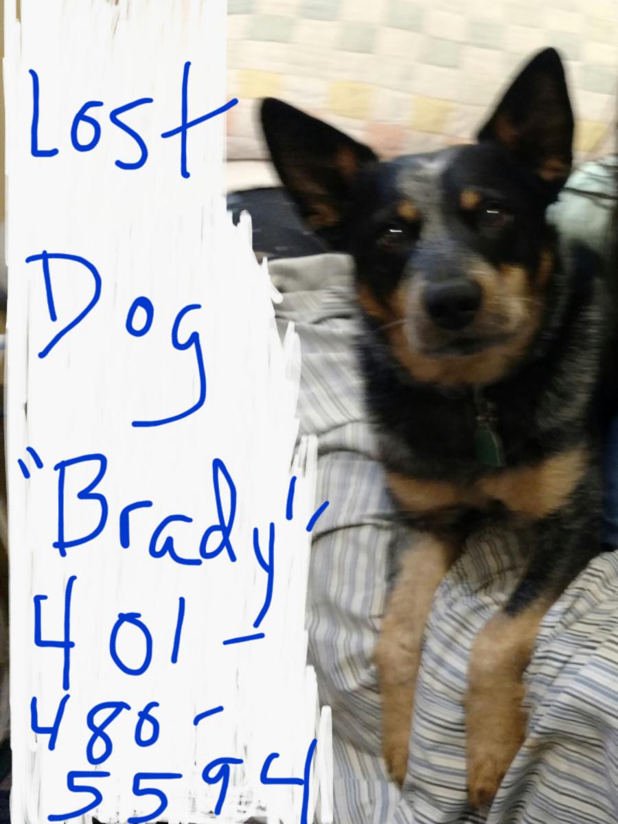 Image of Brady, Lost Dog