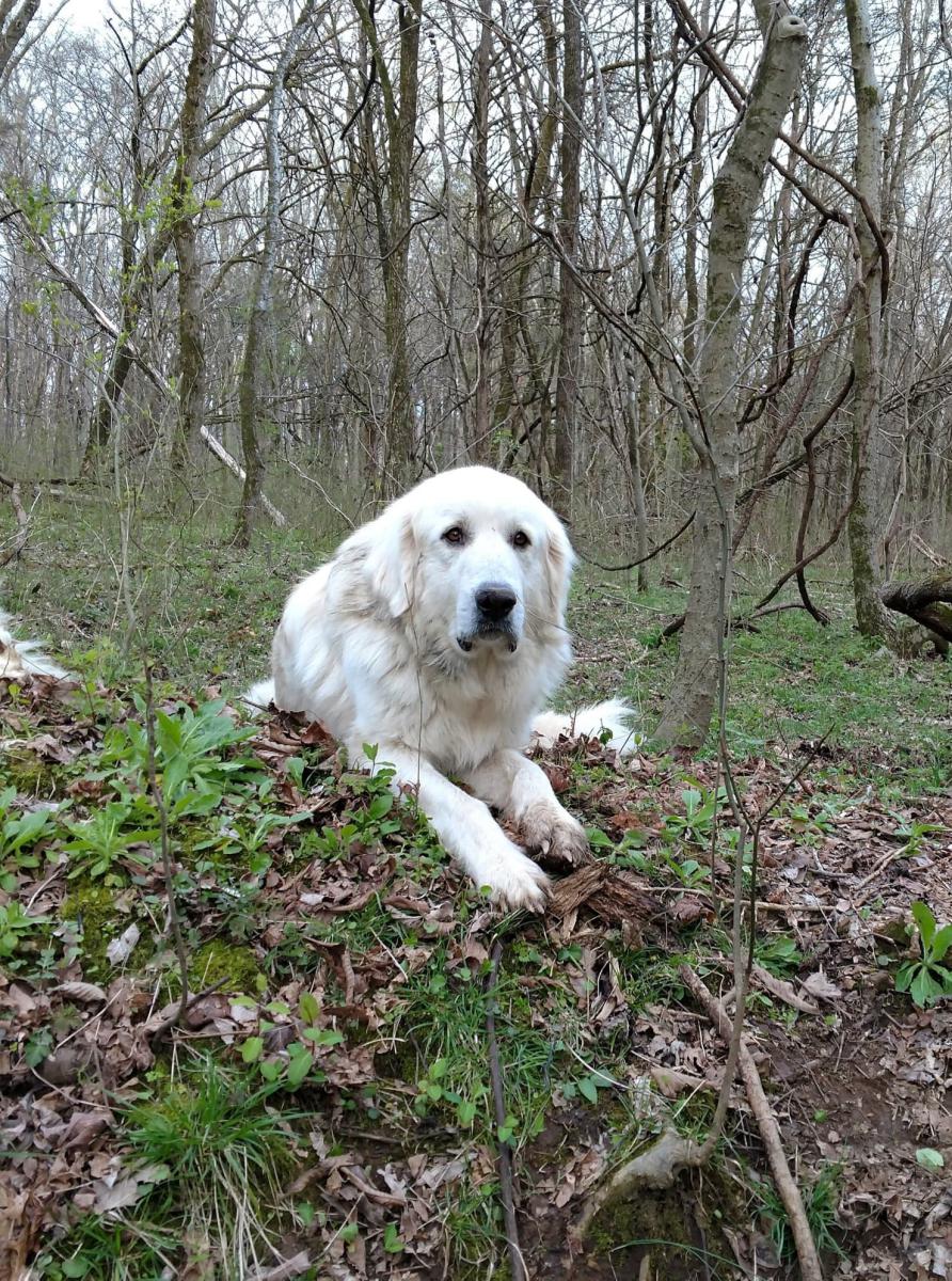 Image of Olive, Lost Dog