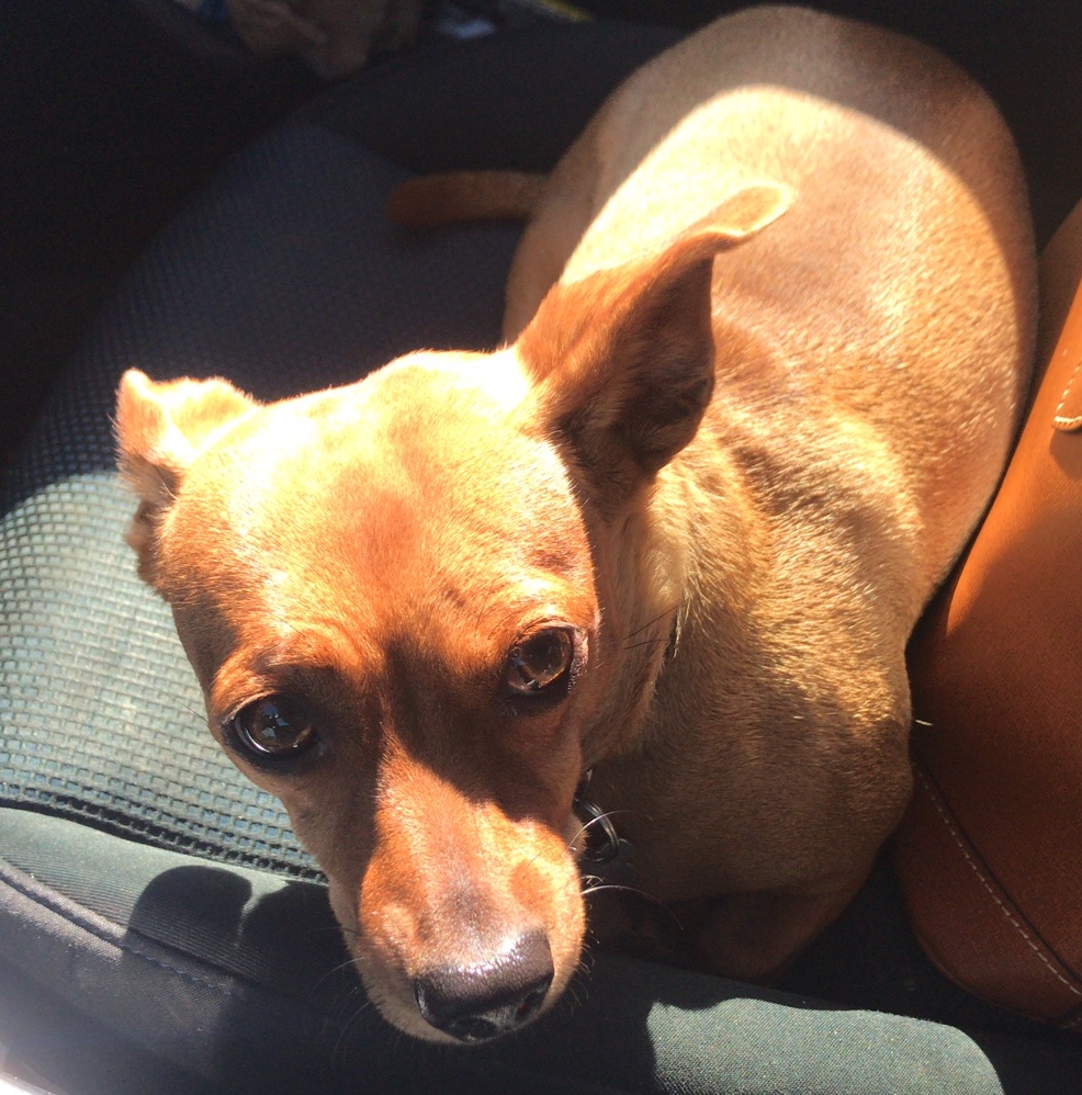 Lost Dog Dachshund in KATY, TX - Lost My Doggie