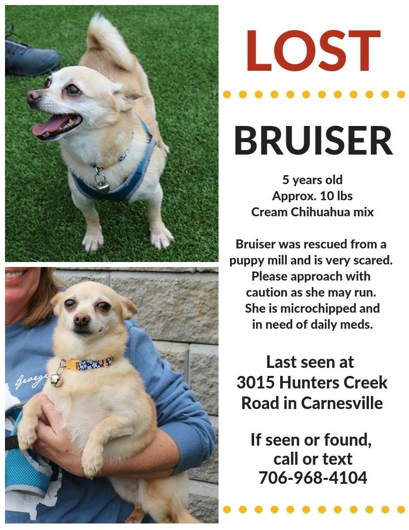 Image of Bruiser, Lost Dog