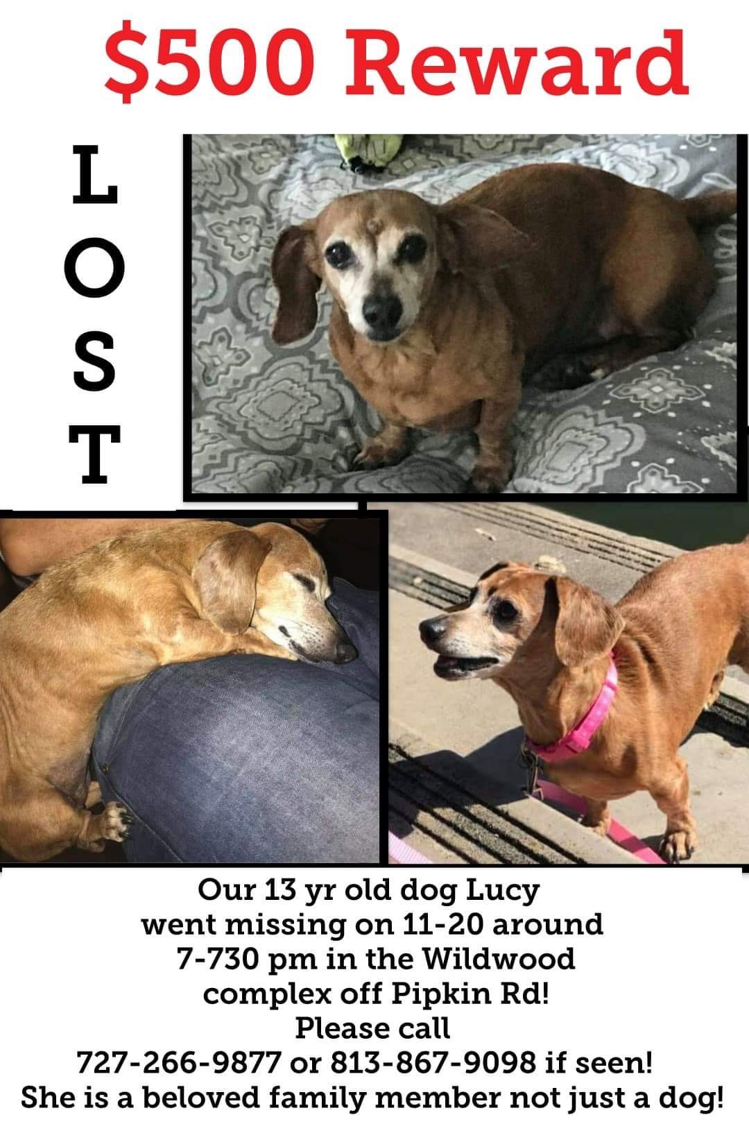 Image of Lucy, Lost Dog